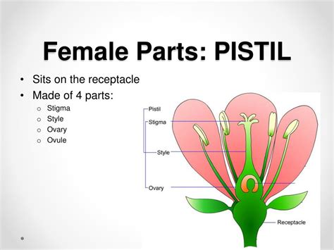 female flower organs figgerits